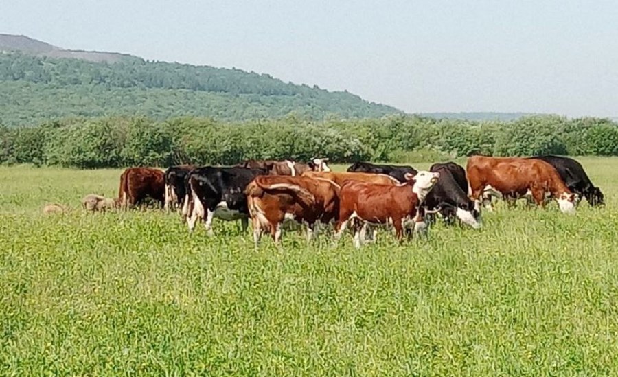 Agrostartap