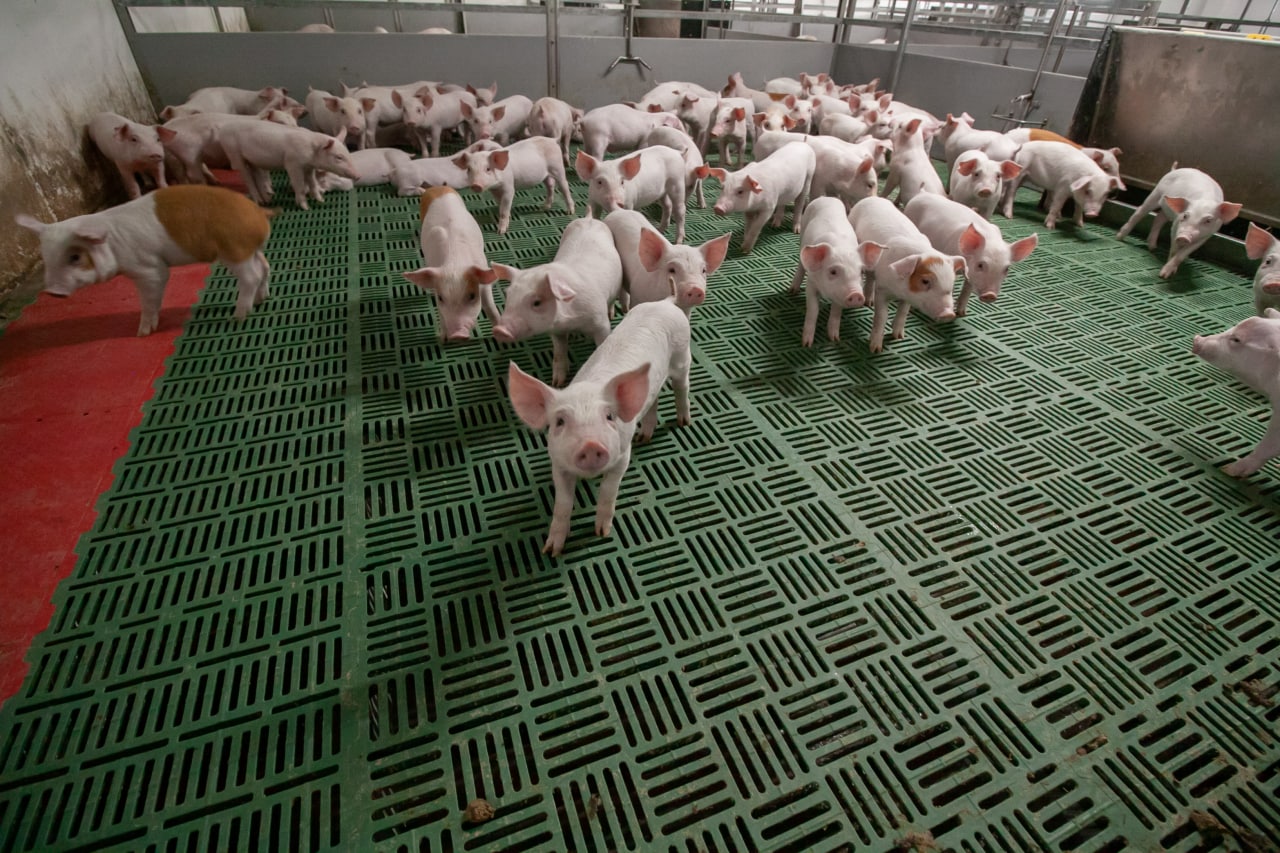 Chistogjr