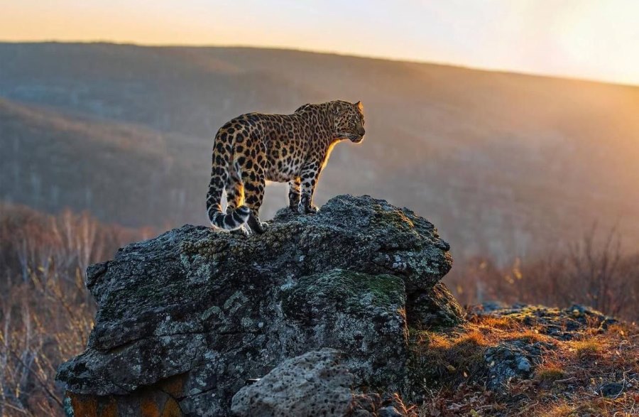 Leopard