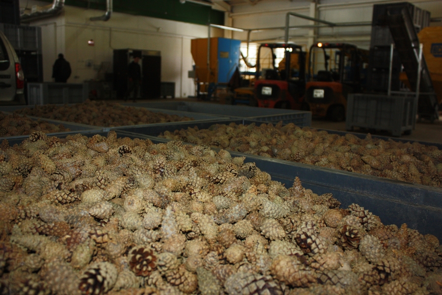 Фото Департамента лесного комплекса Кузбасса ShishkiS