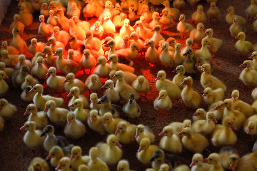 Фото предоставлено пресс-службой АПК Utyata