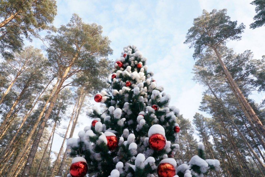 Фото предоставлено пресс-службой АПК photo 5276166825932688416 y